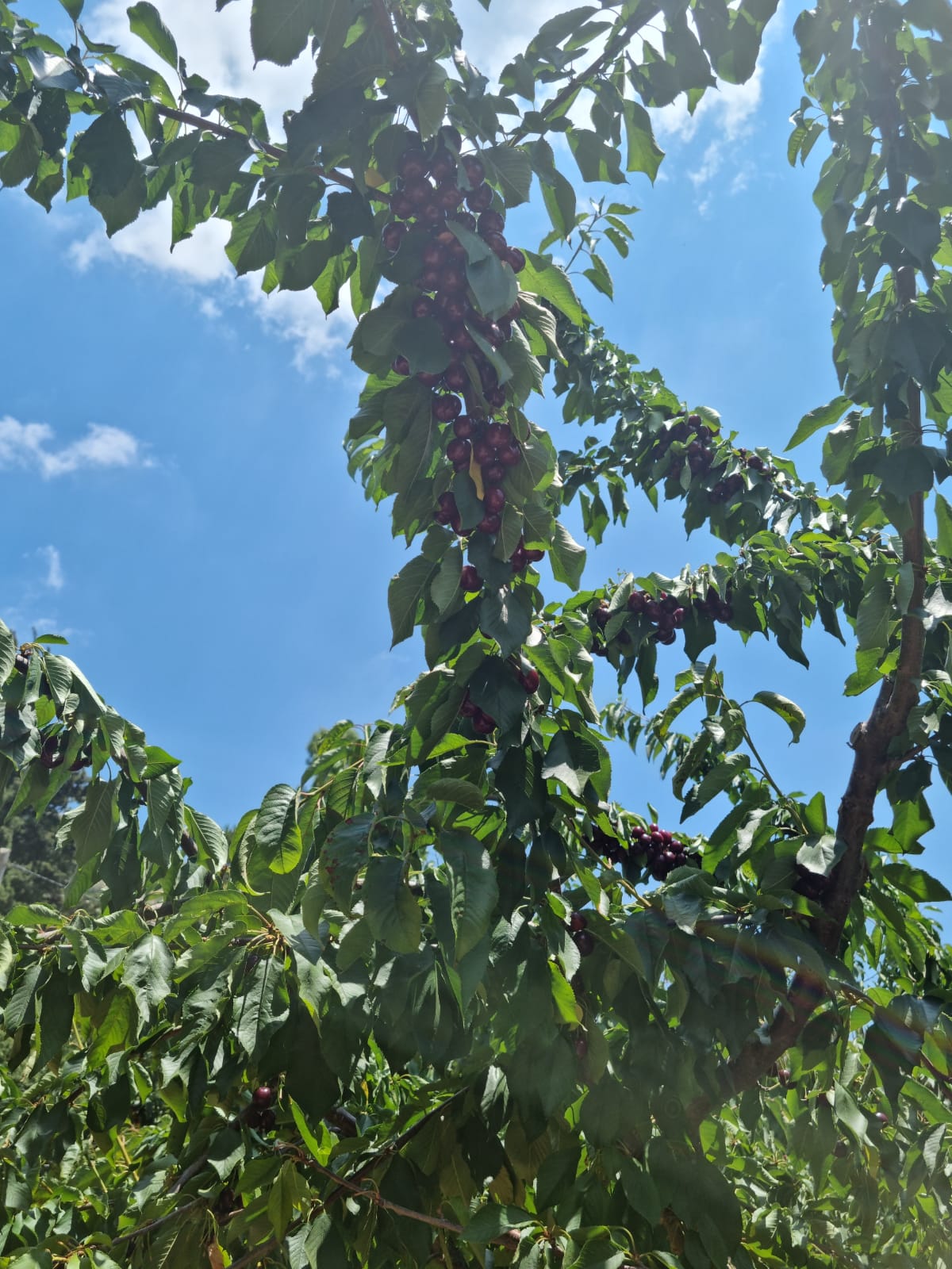 WhatsApp Image 2022-06-26 at 3.29.49 PM.jpeg